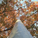 Illustration for article titled Shooting Challenge Fall Leaves Gallery 4